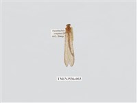 藏品(蟻蛉12)的圖片